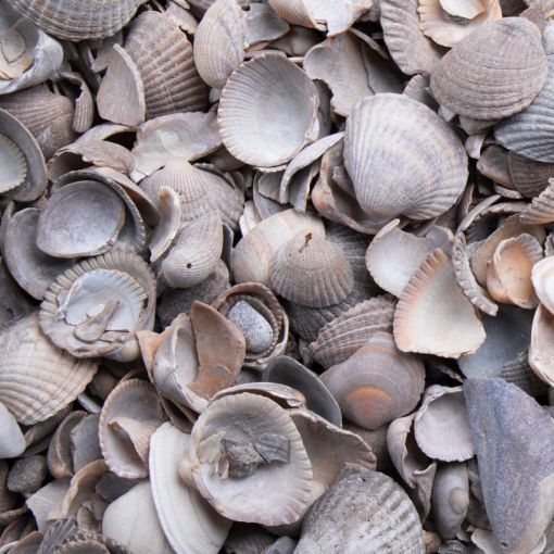 Graviers décoratifs, paillage de coquillage 2