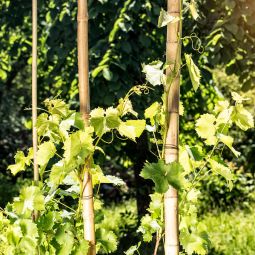 Bâton en bambou Windhager 250x4,5-6 3