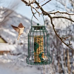 Windhager Mangeoire pour oiseaux Protector 3