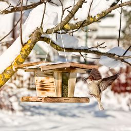 Windhager Mangeoire pour oiseaux Chalet 3