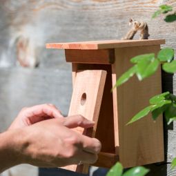 Windhager Nichoir Birdy Couveuse pour 3