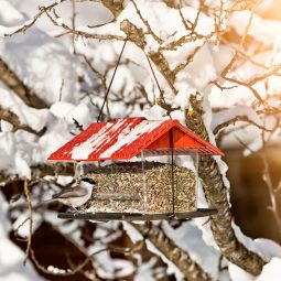 Windhager Mangeoire pour oiseaux Ranch 3