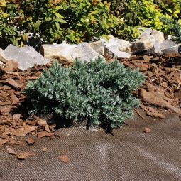 Bâche anti-mauvaises herbes, tissu PP 3