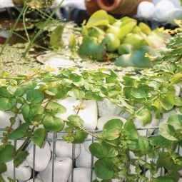 Bellissa gabion étang surélevée  7