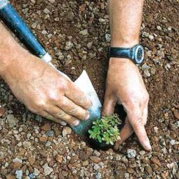 Bauder Paquet standard toiture verte 4