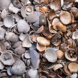 Graviers décoratifs, paillage de coquillage 3