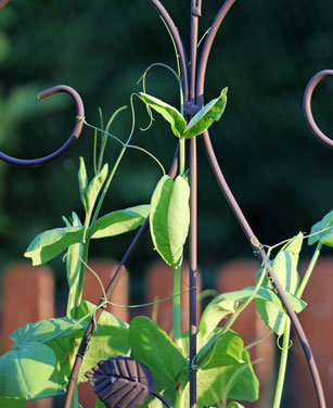 Support de croissance